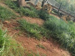 -昆明动物园