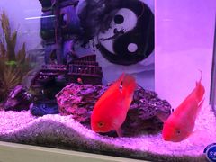 -龟与熊猫宠物公园(南坪店)