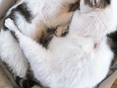 -Cappucimeow猫咪咖啡馆(韦伯时代店)