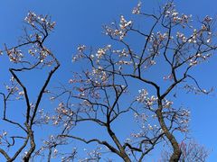 -梅花山(明孝陵内)