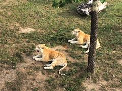 -西霞口神雕山野生动物世界