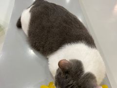 -糯米喵星人·撸猫猫舍咖啡馆(西市场嘉华店)