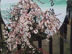 -香雪海