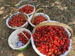 -北宅大永樱桃采摘基地(崂山总部)