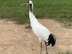 -盐城丹顶鹤湿地生态旅游区
