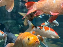 -上海海洋水族馆