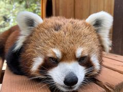 -云南野生动物园
