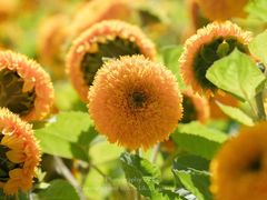 -壹只卤鹅 · 潮汕菜(京基百纳店)