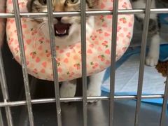 -关爱动物医院·心脏·中兽医·异宠(金牛路分院)