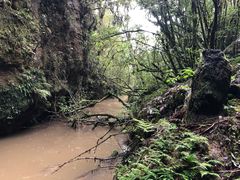 -怀托摩萤火虫洞