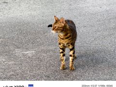 -西安外国语大学(长安校区)