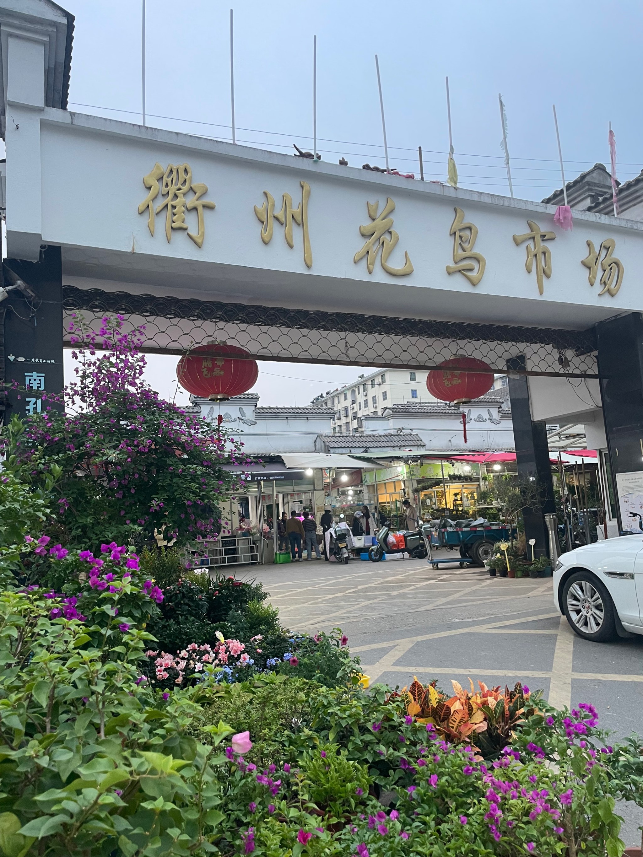 江阴路花鸟市场图片