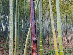 -宁波浙东大竹海景区