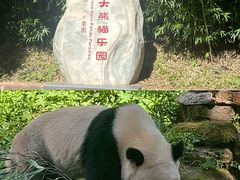 -中国大熊猫保护研究中心雅安碧峰峡基地