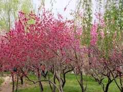-莲花池公园
