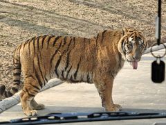 -北京野生动物园