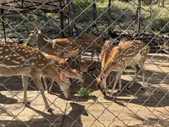 -莫尔道嘎国家森林公园