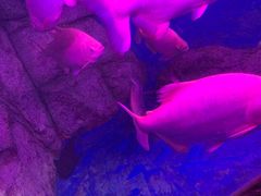 -泉州海丝野生动物世界