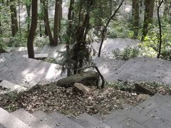 -铁山坪森林公园