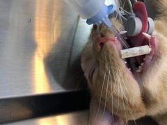 -关爱宠物医院·猫科中心·消化科(滨湖万达分院)