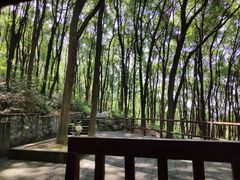 -铁山坪森林公园