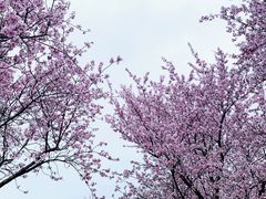 -花开海上生态园