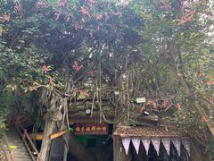 -西双版纳原始森林公园
