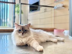 -瞄一喵猫咖(格力海岸店)