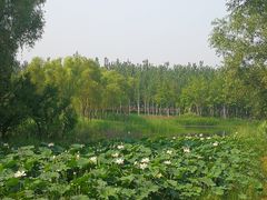 -东郊湿地公园