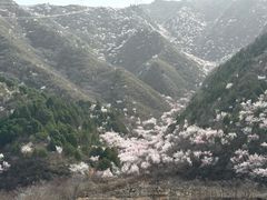 -大岭沟猕猴桃谷风景区