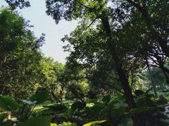 -黄埔荔枝公园