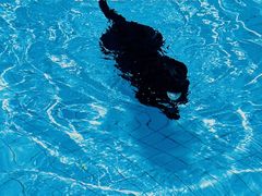 -帕帕拉兹宠物(亚洲旗舰店)