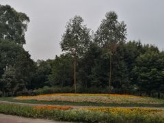 -天府芙蓉园