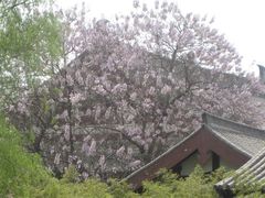 -西安青龙寺遗址景区
