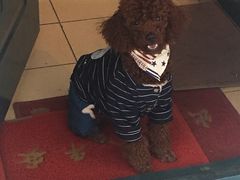 -瑞派·关忠动物医院·异宠专科·犬猫肿瘤·皮肤专科(望京店)