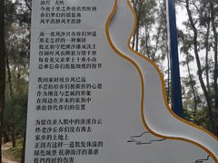 -大京沙滩