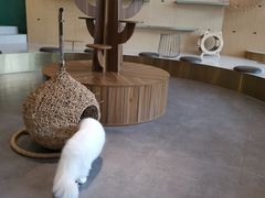 -飞行喵MR PILOT|猫舍·猫咖(静安大融城店)
