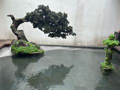 -觀芷隐轩