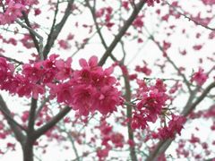 -天适樱花悠乐园