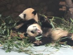 -老码头火锅(骡马市店)