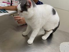 -爱诺耐芙动物医院(万博店)