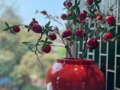 -点都德(广州白云山景区南门店)