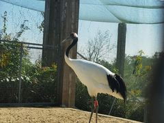 -盐城丹顶鹤湿地生态旅游区