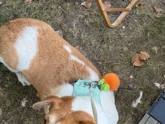 -J Create城市露营咖啡·简餐·宠物(上海动物园店)