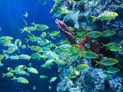 -芜湖新华联大白鲸海洋公园