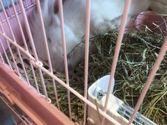 -藦茜花园宠物主题亲子互动体验馆(国顺东路店)