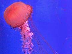 -芜湖新华联大白鲸海洋公园