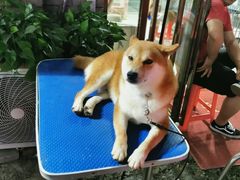 -中环花鸟鱼虫市场