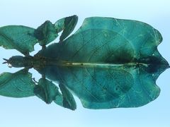 -上海昆虫博物馆