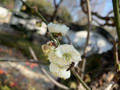 -苏州上方山国家森林公园